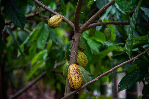 Organic Chocolate